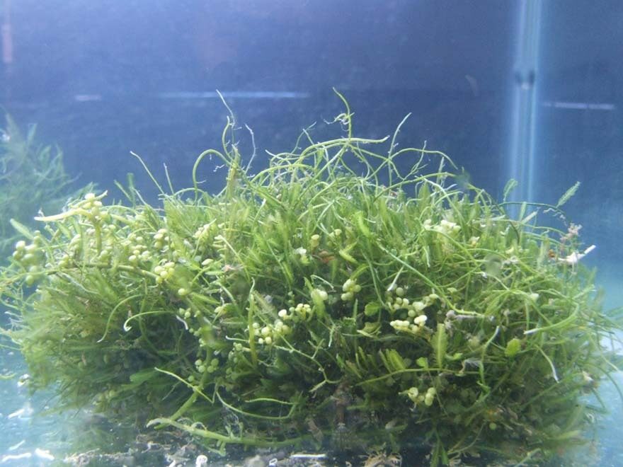 日本生物藻石油2012年有望规模化生产