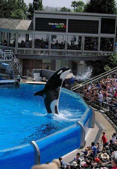 王牌明星Shamu 王牌明星Shamu