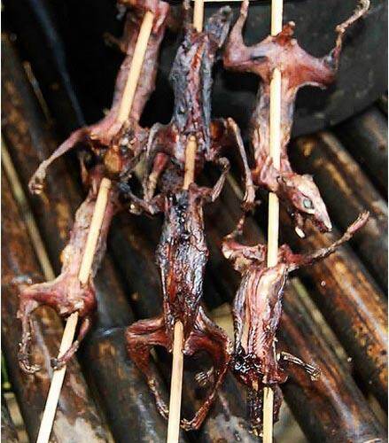老鼠个头差别也很大 老鼠个头差别也很大