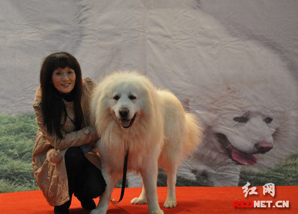 中外名犬大集结 2010长沙犬博会盛大揭幕