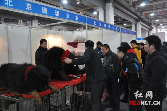 中外名犬大集结 2010长沙犬博会盛大揭幕