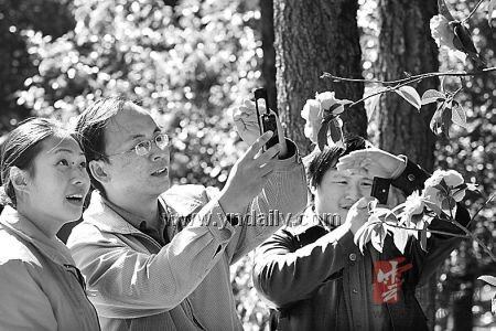 国际茶花兰花博览会2月19日“绽放” 大理欲打造世界茶花之都