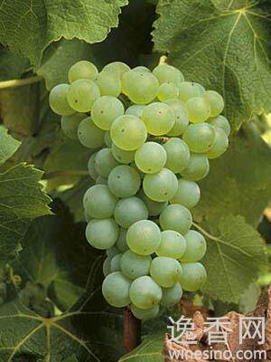 Semillon